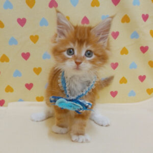 Alternative view of メイン・クーン・キャット