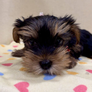 ヨークシャー・テリア