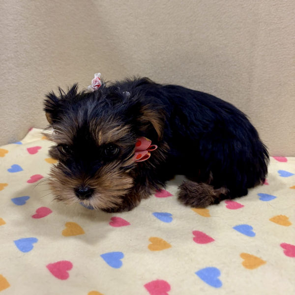 ヨークシャー・テリア - 画像 (2)