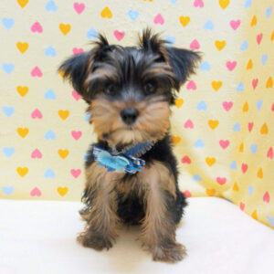 Alternative view of ヨークシャー・テリア