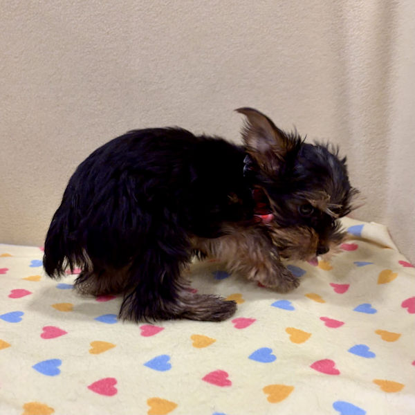 ヨークシャー・テリア - 画像 (3)