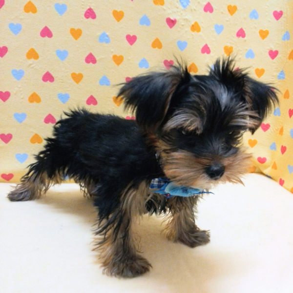 ヨークシャー・テリア - 画像 (3)