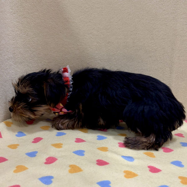 ヨークシャー・テリア - 画像 (4)