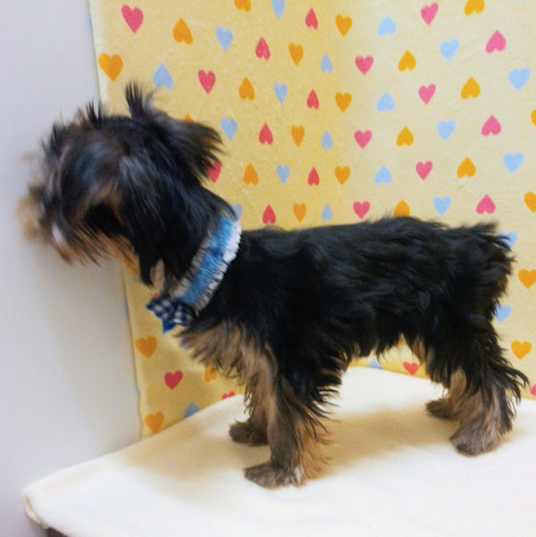 ヨークシャー・テリア - 画像 (4)