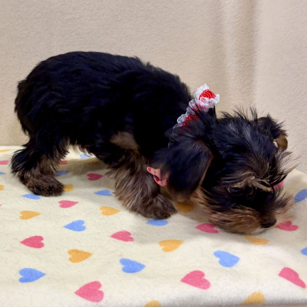 ヨークシャー・テリア - 画像 (5)