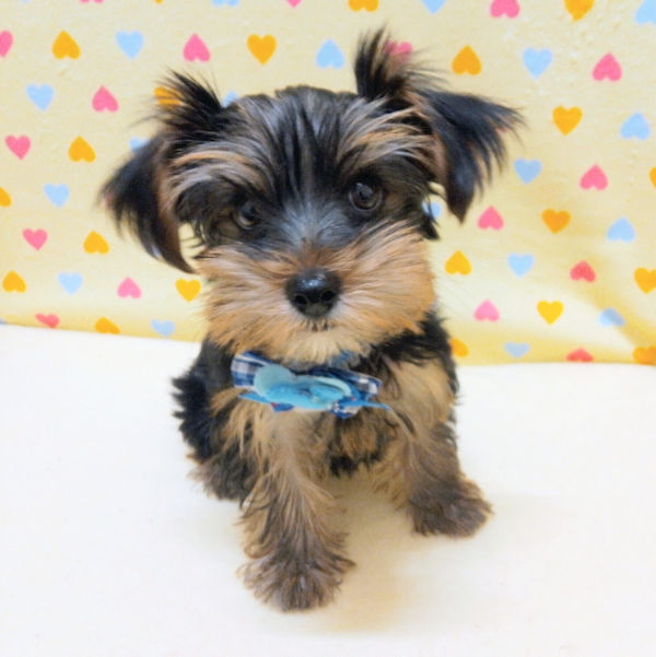 ヨークシャー・テリア - 画像 (5)