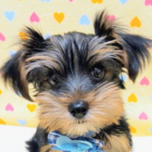 ヨークシャー・テリア