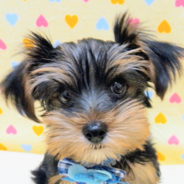 ヨークシャー・テリア