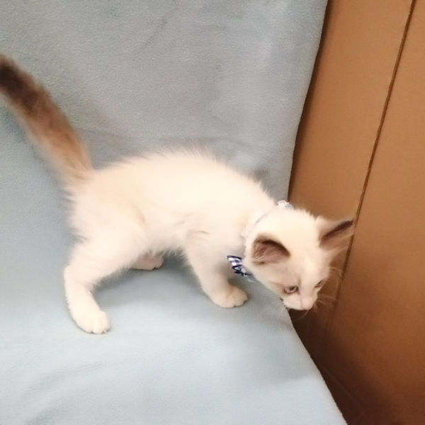 ラグドール - 画像 (4)