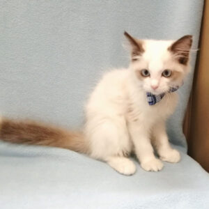 Alternative view of ラグドール