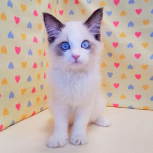 Alternative view of ラグドール