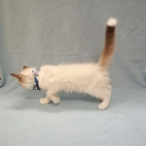 ラグドール - 画像 (5)