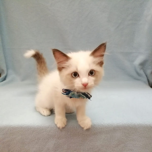 ラグドール - 画像 (3)