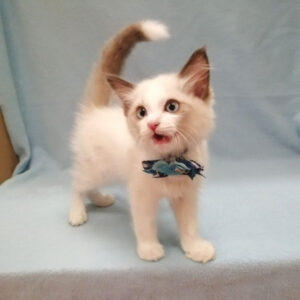 Alternative view of ラグドール