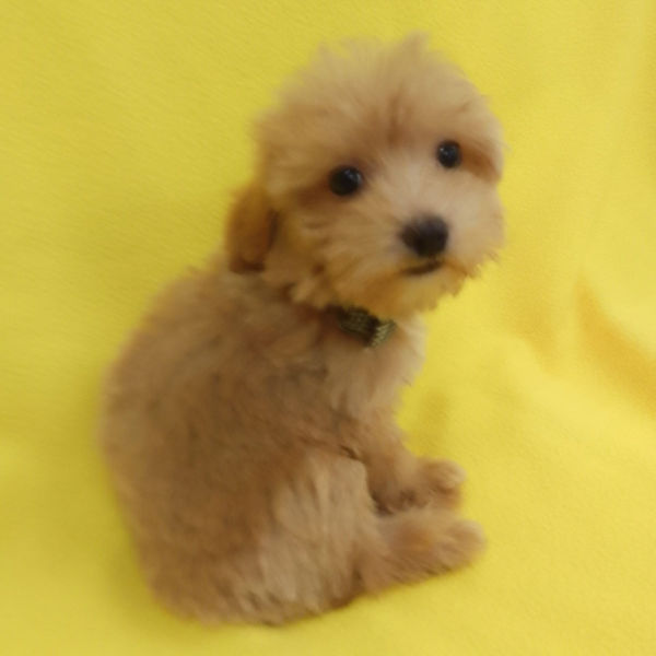 ミックス犬 - 画像 (3)