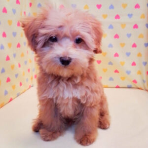 Alternative view of ミックス犬