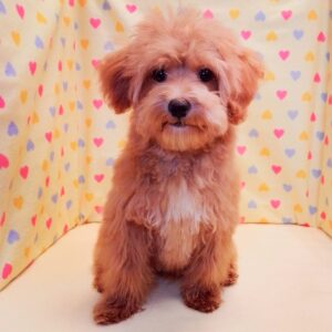 Alternative view of ミックス犬