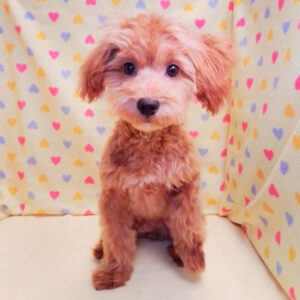 Alternative view of ミックス犬