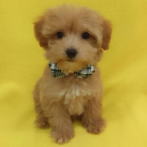 Alternative view of ミックス犬