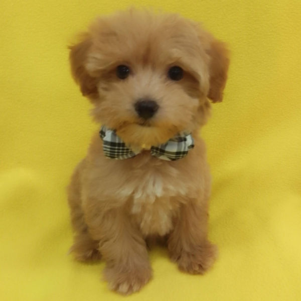 ミックス犬 - 画像 (2)