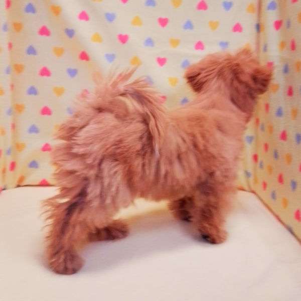 ミックス犬 - 画像 (3)