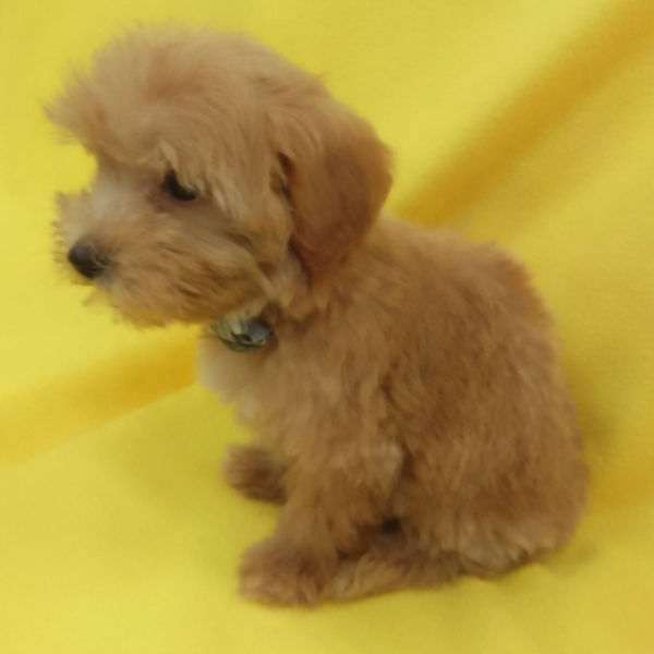 ミックス犬 - 画像 (4)