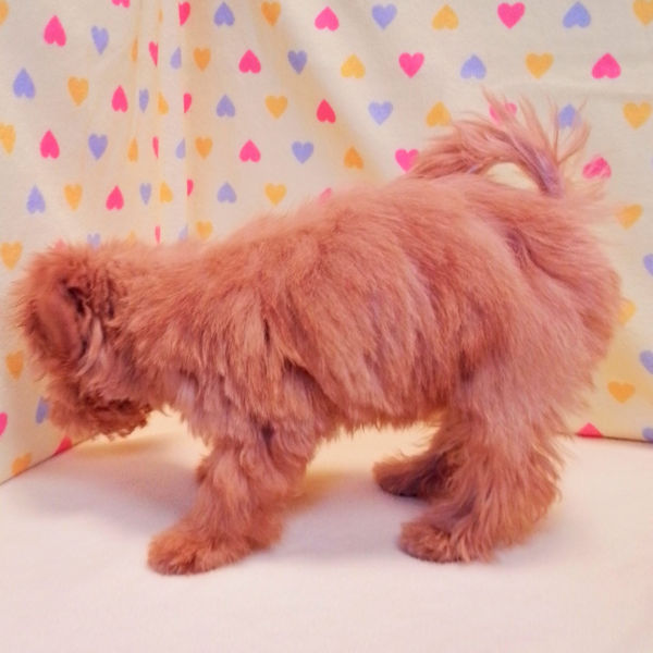 ミックス犬 - 画像 (4)