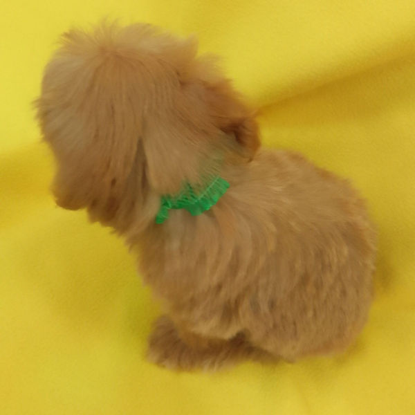 ミックス犬 - 画像 (5)