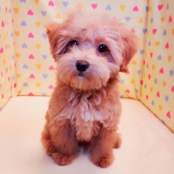 ミックス犬 - 画像 (5)