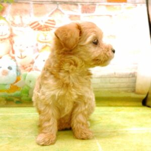 ミックス犬 - 画像 (4)