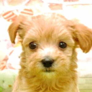 ミックス犬