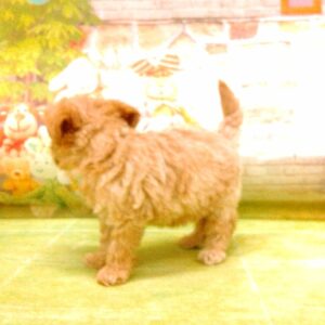 ミックス犬 - 画像 (5)