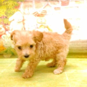 ミックス犬 - 画像 (3)