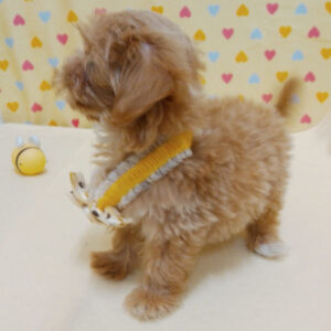 ミックス犬 - 画像 (3)