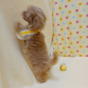 ミックス犬 - 画像 (4)