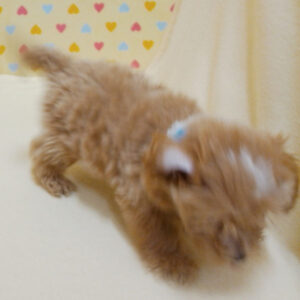 ミックス犬 - 画像 (5)