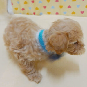 ミックス犬 - 画像 (5)