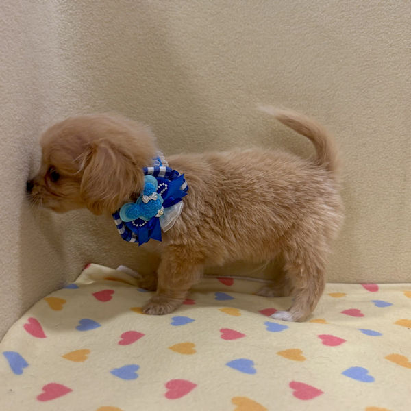 ミックス犬 - 画像 (4)