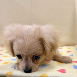 Alternative view of ミックス犬