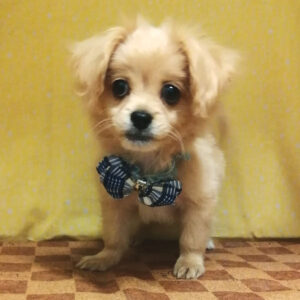 Alternative view of ミックス犬