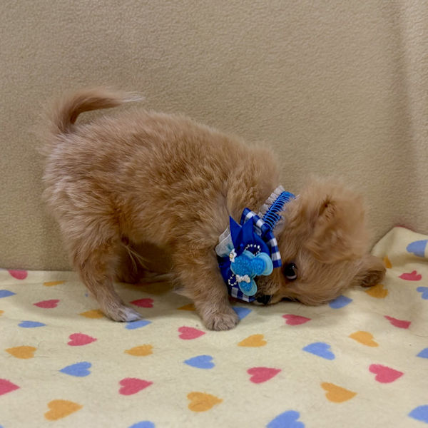 ミックス犬 - 画像 (5)