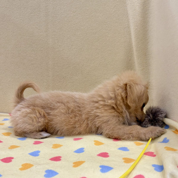 ミックス犬 - 画像 (3)