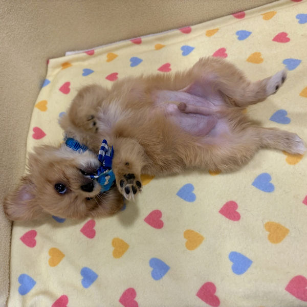 ミックス犬 - 画像 (3)