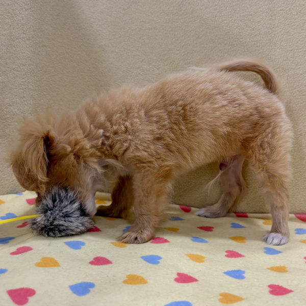 ミックス犬 - 画像 (4)