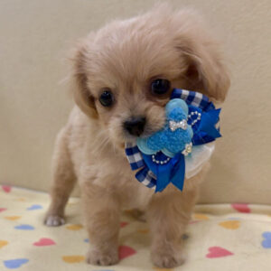 Alternative view of ミックス犬