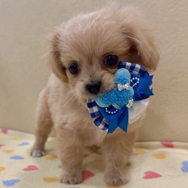 ミックス犬 - 画像 (2)