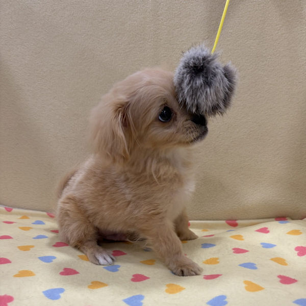 ミックス犬 - 画像 (5)