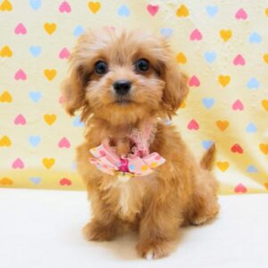 Alternative view of ミックス犬