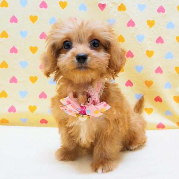 ミックス犬 - 画像 (2)