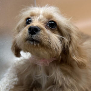 Alternative view of ミックス犬